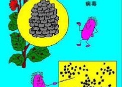 埃可病毒疹