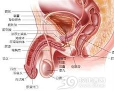 膀胱尿道异物