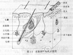 表皮内嗜中性IgA皮肤病