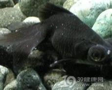 白点病