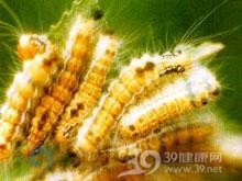 茶毛虫皮炎