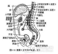 肠系膜裂孔疝