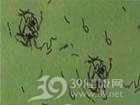 丹毒丝菌病
