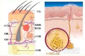 大汗腺癌