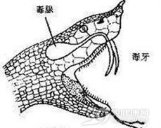 毒蛇咬伤