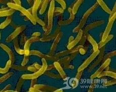 副溶血性弧菌食物中毒