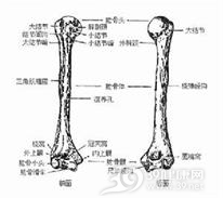 肱骨远端全骺分离