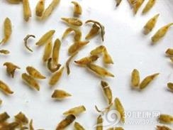 肝吸虫病