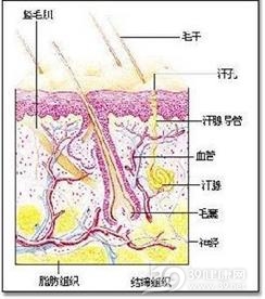 化脓性汗腺炎