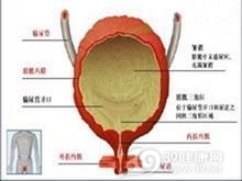 巨膀胱-小结肠-肠蠕动不良综合征