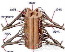 脊髓内脓肿