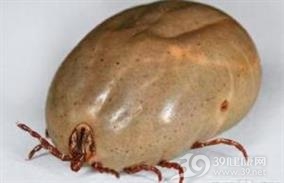 康诺尔立克次体斑疹热