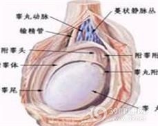 雷凡斯坦综合征