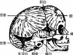 颅骨骨膜窦