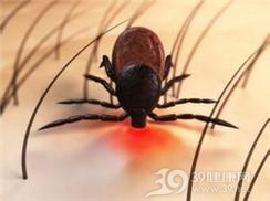 莱姆病