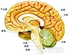 老年人垂体瘤