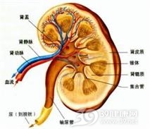 老年人梗阻性肾病