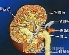老年人急进性肾炎