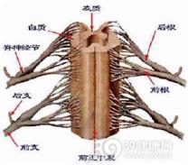老年人脊髓压迫症