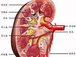 老年人急性感染后肾炎