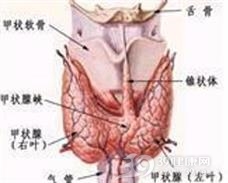 老年人甲状腺功能亢进危象