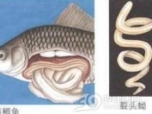 裂头绦虫病