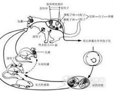 类圆线虫病