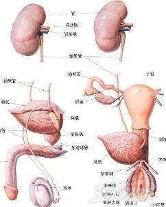 泌尿生殖系真菌病