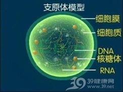 泌尿生殖系支原体感染