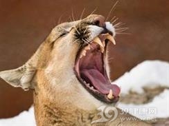 猛兽伤
