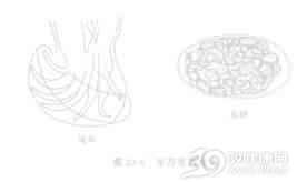 毛圆线虫病