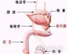 尿道缺如及先天性尿道闭锁