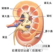 疟疾肾病