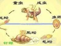 脑血吸虫病