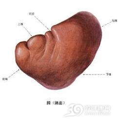 脾良性肿瘤