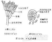 青霉病