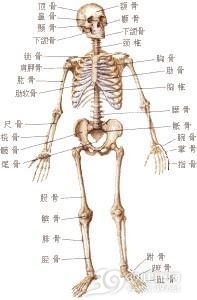 其他晶体性关节病