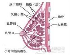 乳头状小汗腺腺瘤
