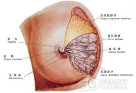 乳腺囊肿
