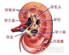 肾动脉血栓形成和栓塞