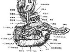 十二指肠先天性缺如、闭锁和狭窄