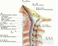 上颈椎不稳症