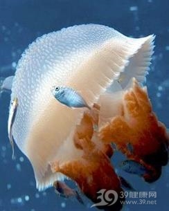 水母皮炎