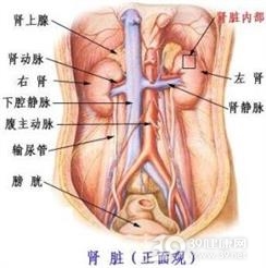 实体肿瘤的肾损害