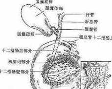 陶瓷样胆囊