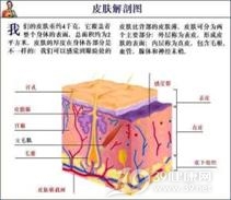 透明丝孢霉病