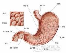 胃内隔膜
