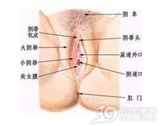 外阴象皮肿