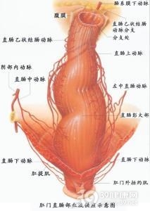 小儿先天性直肠肛门畸形