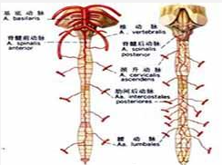 向颈段脊髓供血的根动脉缺血症候群